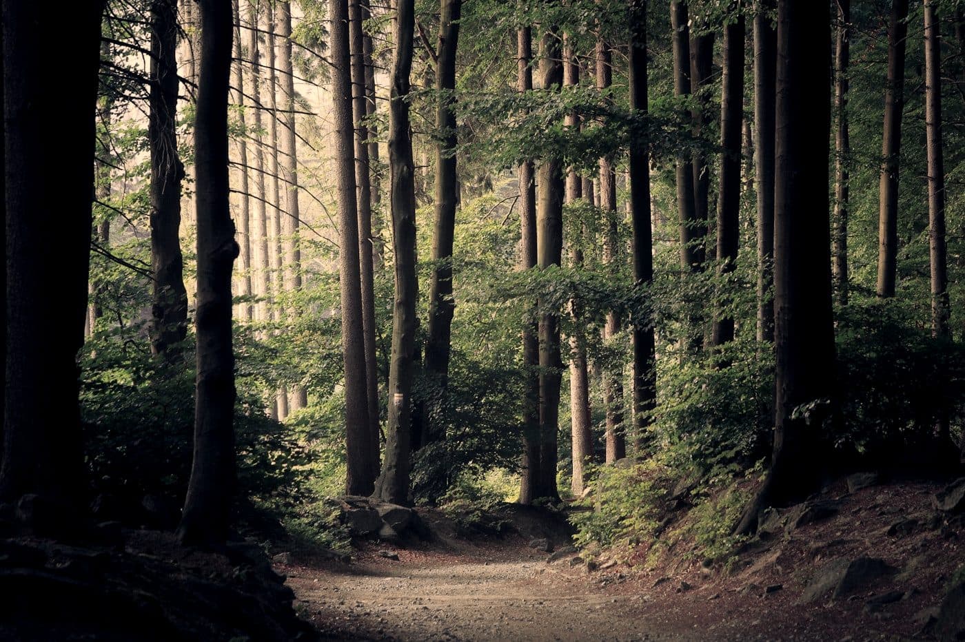 Social Campaign: #EcoWarrior